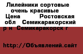 Лилейники сортовые - очень красивые!!! › Цена ­ 150 - Ростовская обл., Семикаракорский р-н, Семикаракорск г.  »    